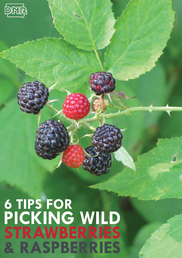 6 tips for foraging delicious wild strawberries and raspberries | Iowa DNR