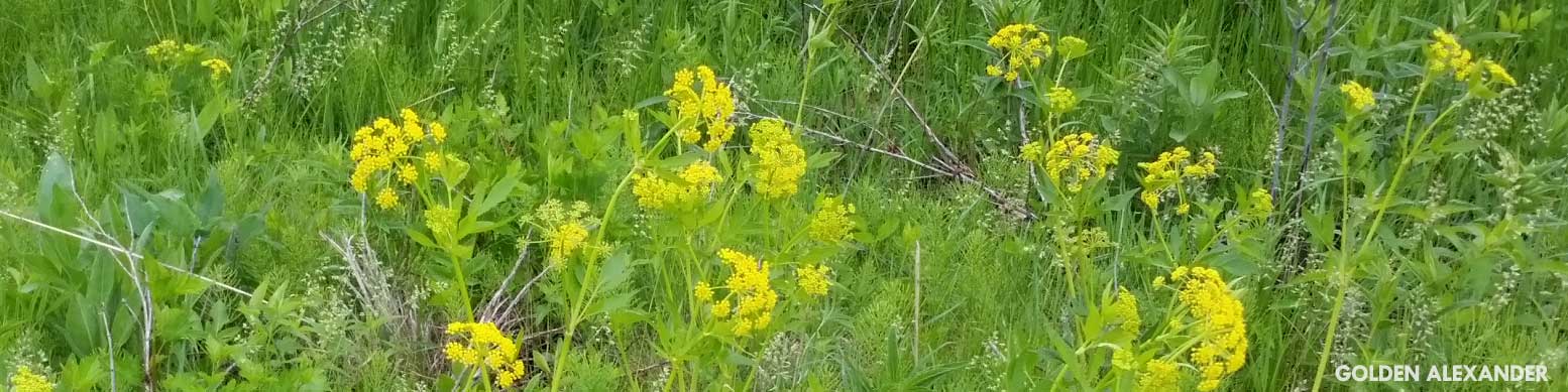 Golden Alexander, a native prairie plant