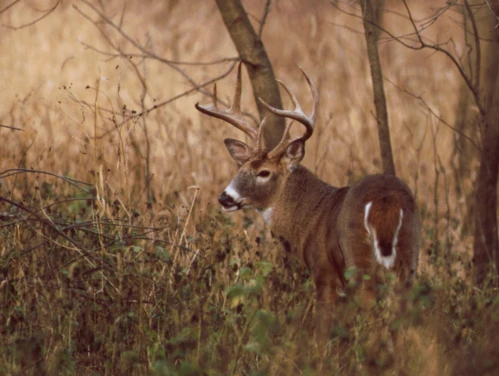 Buck whitetail standing in fall foliage.