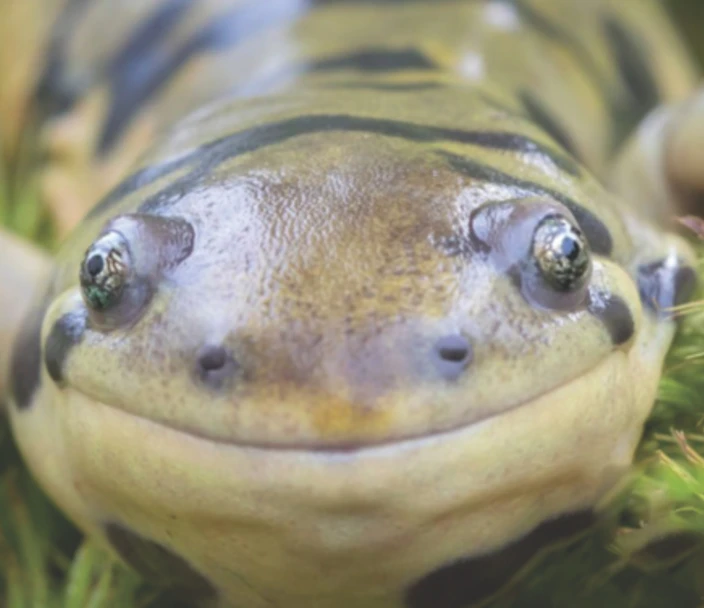 Close up of a green and yellowish salamander's face.