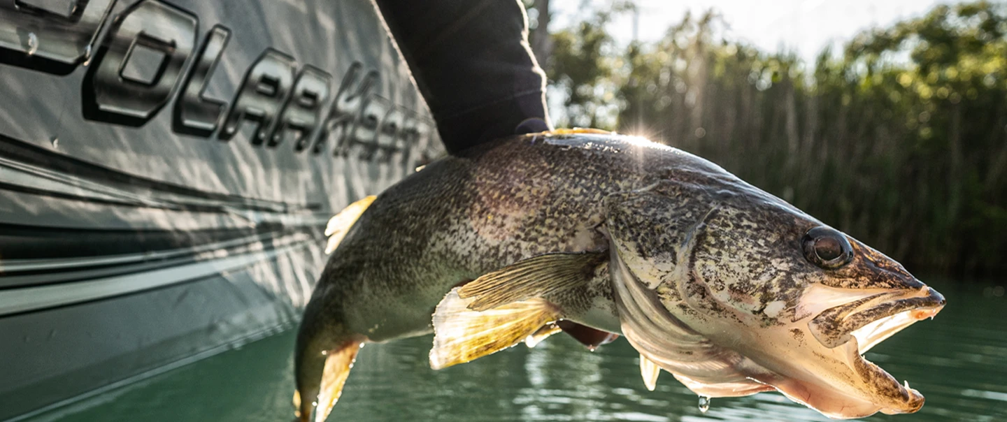 An arm reached over the side of the boat, holding a large fish just above the surface of the water.