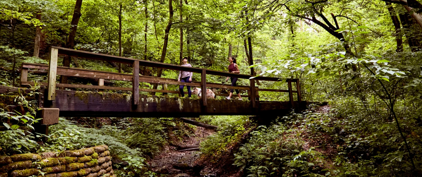 Two ladies hiking with their dogs in a lush forest, crossing a bridge over a gully.