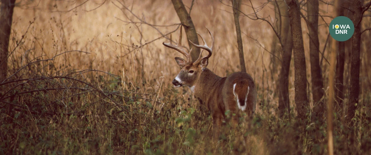 Buck whitetail standing in fall foliage.