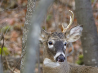 A small-antlered young white-tailed buck deer