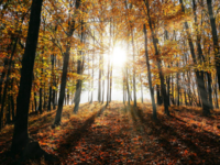 Tall autumn trees in a forest with sunshine peeking through