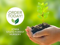 Iowa State Forest Nursery promo image, showing a seedling being held and order today text.