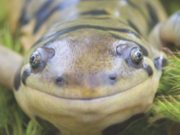 Close up of a green and yellowish salamander's face.