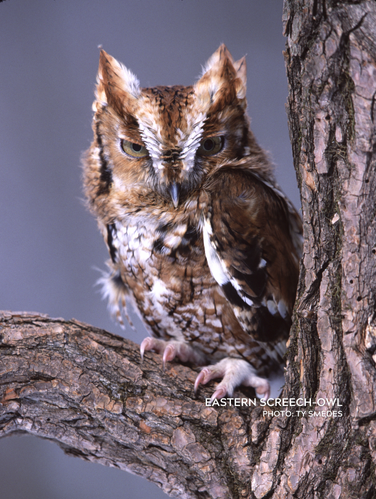 small owl sitting on a tree branch, feathers on head look like a v