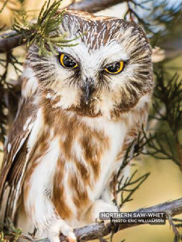 Smallest (8 inches tall) Iowa owl with buffy brown plumage and a rounded head with yellow eyes.